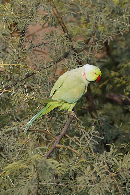 Keoladeo national park-151